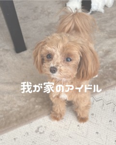我が家のアイドル🐶